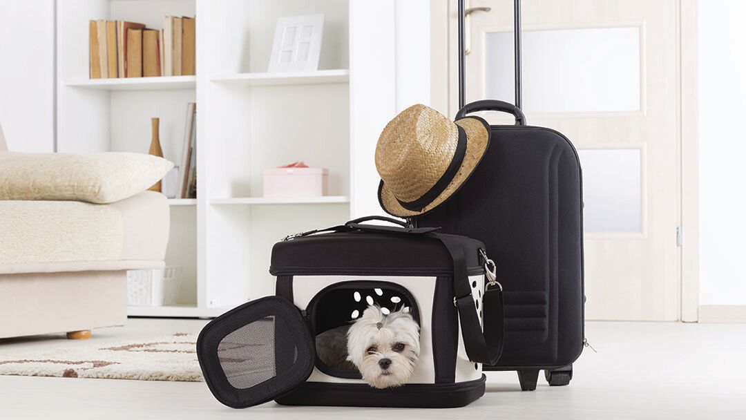 Dog sitting in his transporter